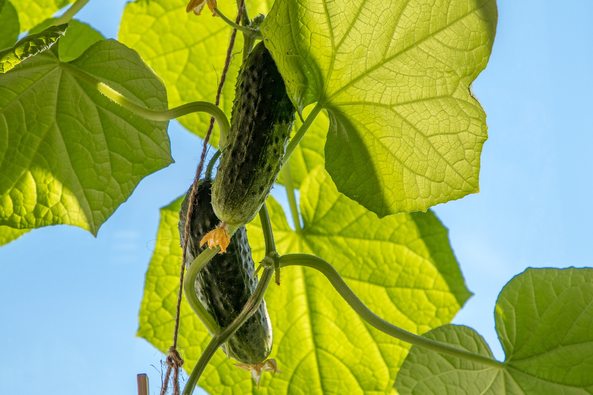 cucumbers-4612953_1920.jpg